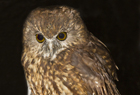 Morepork ID 102073.jpg